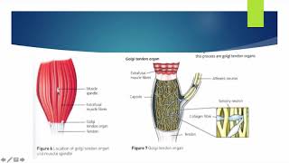 Alevel PE  Proprioceptive Neuromuscular Facilitation  Anatomy amp Physiology [upl. by Akirret100]