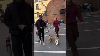 Жизнь корга… корги corgi собака животные собаки москва юмор приколысживотными [upl. by Adian57]