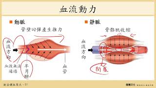 放大聲音108選生三 21 循環系統3血管與血壓 [upl. by Eiramik]
