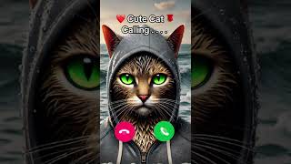 Cute cat calling at 2 am 😅 [upl. by Esinehs]