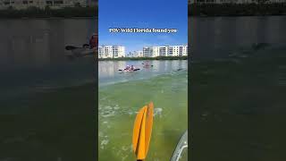 What would you do if this happened to you dolphin wildlife clearkayak [upl. by Amirak]