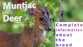 Muntjac Deer Pros and Cons Price How to choose Facts Care History [upl. by Gleeson]