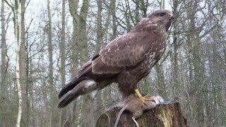 buizerd met smakelijk hapje [upl. by Nwadrebma645]