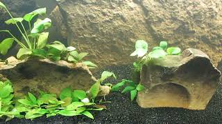 Second Anubias Sandwich 122723 [upl. by Nosnar838]