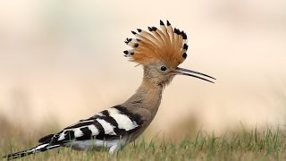 The most beautiful sound of Hoopoe bird  Hudhud  mentioned in Quran [upl. by Adnolor]