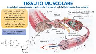 IL TESSUTO MUSCOLARE IN 2 MINUTI [upl. by Ennovaj421]