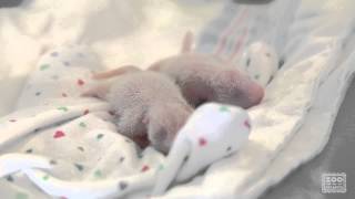 Panda Cubs in the Incubator 071913 [upl. by Lecrad120]