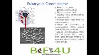 Difference between Prokaryotic and Eukaryotic Chromosomes  Cell Biology  biologyexams4u [upl. by Adihsaar558]