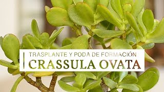 Crassula ovata  trasplante y poda de formación [upl. by Natsirk15]