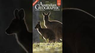 Watch a Western Grey Kangaroo Play Among Western Australias Wildflowers [upl. by Eioj]