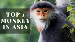 The most beautiful Monkey Redshanked Douc [upl. by Levitt]