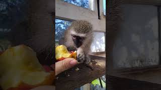 Feeding A Hungry Baby Monkey A Crunchy Apple ASMR Delight babymonkey [upl. by Neleb]