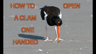 The American Oystercatcher NARRATED [upl. by Ssor]