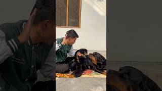 Mother Rottweiler Protecting puppies 🚨suddenly reaction⚠️rottweiler shorts motherlove security [upl. by Enneibaf]