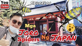 SpiderDoc Goes to Japan JORO SpidersTrichonephila clavata Ang Gagambang Endemic sa Japan [upl. by Samaj]