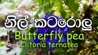 Nil katarolu  Butterfly pea  Clitoria ternatea  Ayurvedic plants [upl. by Abigail]