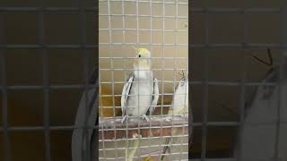 Parkatha parkathabirds birdslover bird bestyoutubeshorts treandingshort tamilshortstamil [upl. by Sicard241]