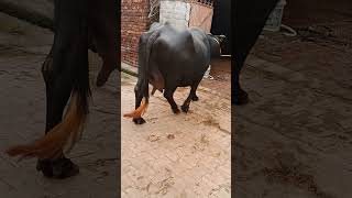 ਗੱਬਣ murrah buffalo for sale [upl. by Narhet]