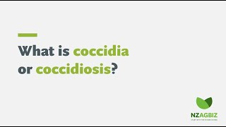 What is coccidia or coccidiosis [upl. by Yentihw450]