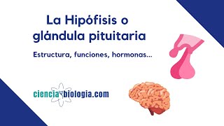 La hipófisis o glándula pituitaria definición estructura funciones y hormonas [upl. by Nnyleimaj]