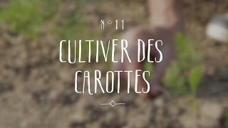 Cultiver des carottes [upl. by Dlaregztif]