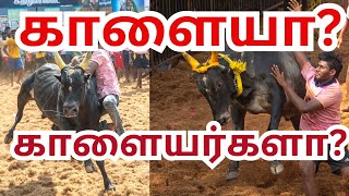 காளையா  காளையர்களா  பார்க்க பார்க்க திகட்டாத ஆட்டம்  Madurai Jallikattu  பாலமேடு ஜல்லிக்கட்டு [upl. by Nayrda812]