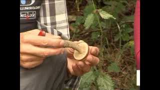 Leccinum scabrum  Conoscere i funghi 18102013 [upl. by Bab]