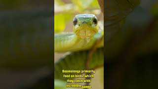 Boomslang Snake Facts You Wont Believe boomslang snakes wildlife fascinatingfacts [upl. by Phillis559]