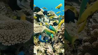 Fresh water fish  aquatic  marine life  aquarium  water life  ocean life  colorful shorts [upl. by Japha]