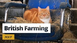 British Farming  12 Months on a UK Farm May [upl. by Yuu]