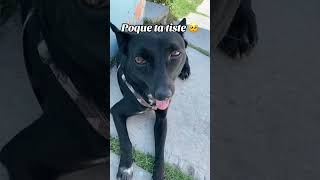 Po que ta tiste 🥺💕 perrunos perroslindos humor perritosdivertidos shortsviral [upl. by Arabela]