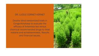 In Eng Trials of Artemisia Tea to treat malaria [upl. by Irrol]