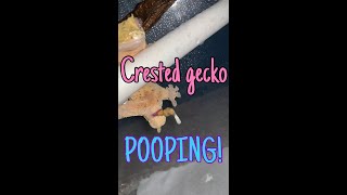 CRESTED GECKO POOPING💩🦎😂 shorts [upl. by Cindee]