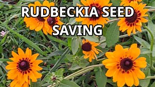 How To Save Rudbeckia Seeds Easily For Your Next Years Garden  Blackeyed Susan [upl. by Ahsekim]