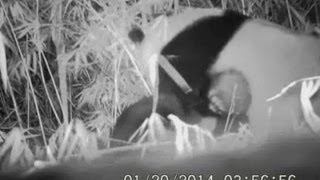 CUTE Rare footage of giant pandas wrestling in the wild [upl. by Truitt221]