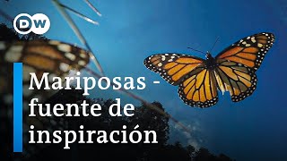 ¿Qué podemos aprender de las mariposas  DW Documental [upl. by Akzseinga]