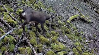 chamois aux roches du Valtin [upl. by Attwood598]