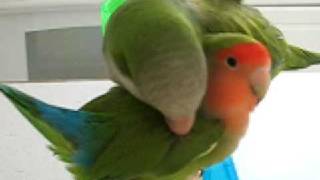 Pico the Quaker Parrot preening Lovebird [upl. by Ateinotna]