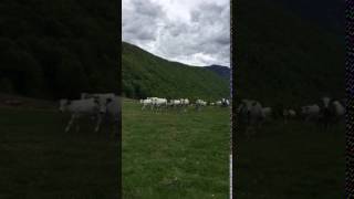 vaches gasconnes dans les baronnies 65 [upl. by Odlanier]