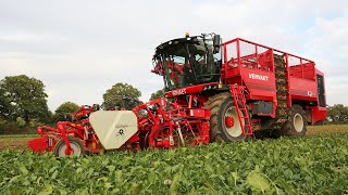 Vervaet Q616 sugar beet harvester with rollerbed primary cleaning system [upl. by Idolla]