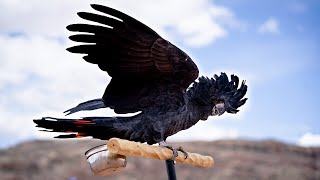 THE COOLEST PARROT YOULL EVER SEE  Flight Training Faye the Black Cockatoo [upl. by Haleehs667]