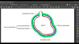 L5 ANATOMY PERICARDIUM [upl. by Woodcock]