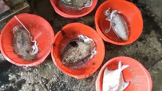 Netting fresh fishes Best Seafood on selling 明發定置漁場 freshseafood fishing trap 1 [upl. by Samala]