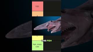 Are these the Ugliest Animals Tier List ❓ tierlist trivia choose quiz koddi [upl. by Iruy]