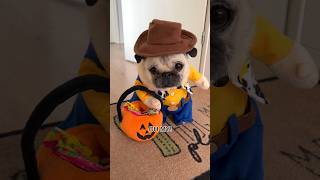 Loulou goes Trick or Treating 🤠🎃 pug dog shorts halloween [upl. by Alexander]