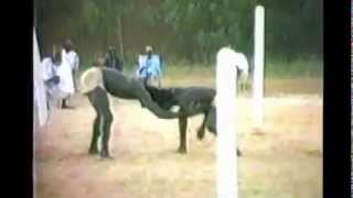 Lutte traditionnelle africaine  African traditional wrestling [upl. by Oeramed]