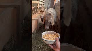 Village in the life Sheep eat the corn nature animal sheep corn eat little [upl. by Weylin]