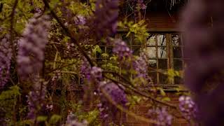 Wisteria Flowers IV  Tbilisi  Georgia [upl. by Rives532]