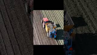 Suger Beet Harvesting  Kubota MD117  SANEI Industry BMK07 short [upl. by Engle]