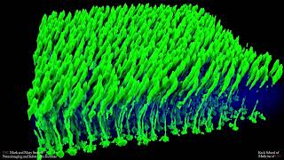 Cone photoreceptors in rat retina [upl. by Frye]